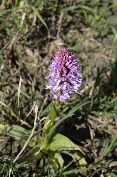 Piramitorki Anacamptis Pyramidalis Doğa Makro Yakın Çekim — Stok fotoğraf