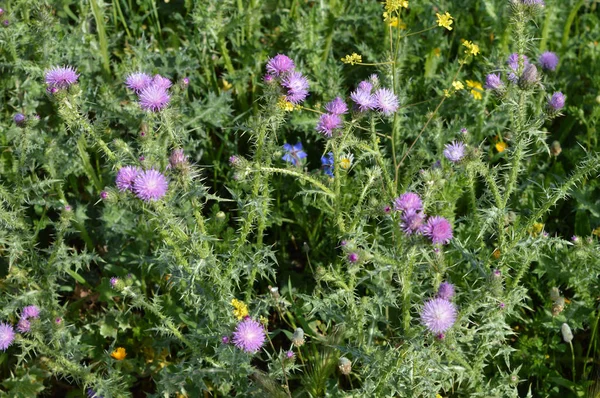 Wild Thistle Blossom, Plumeless Thistles, Carduus, Doğa, Makro yakın çekim