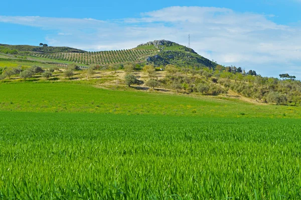 美しい緑の干し草畑 シチリアの風景 マッツァーリノ カルタニセッタ イタリア ヨーロッパ — ストック写真