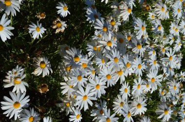 Bloom, Doğa bir Güzel Beyaz Papatya Bush Close-up