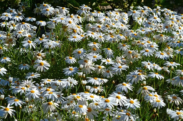 Close Van Een Mooie Witte Daisy Bush Bloei Natuur — Stockfoto