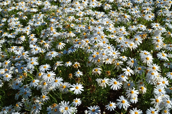 Close Beautiful White Daisy Bush Bloom Nature — Stock Photo, Image