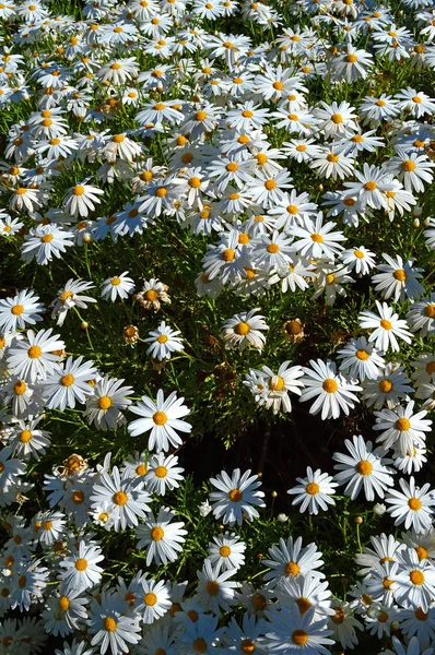 Närbild Vacker Vit Daisy Buske Blom Natur — Stockfoto