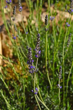 Lavanta Çiçeği, Lavandula, Doğa yakın çekim