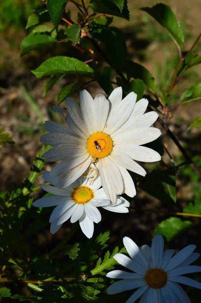 Zblízka Krásnou Bílou Daisy Přírodu Makro — Stock fotografie