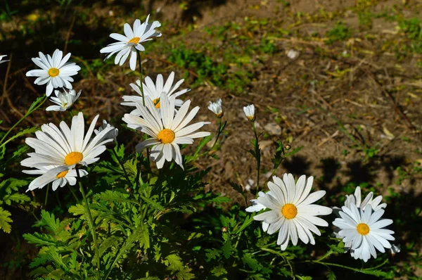 Nahaufnahme Eines Schönen Weißen Gänseblümchenstrauches Voller Blüte Natur — Stockfoto