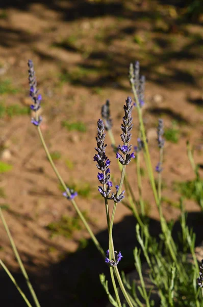 Zbliżenie Lawendy Kwiat Lavandula Natura — Zdjęcie stockowe