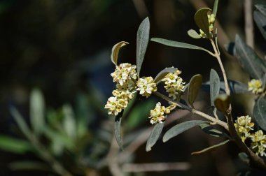Zeytin Çiçeklerinin Yakın Çekim, Doğa, Makro