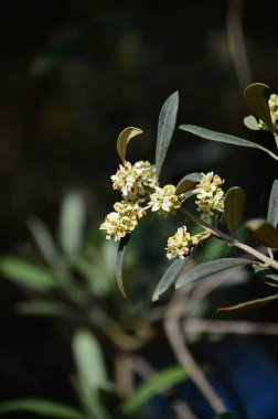Zeytin Çiçeklerinin Yakın Çekim, Doğa, Makro