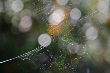 Bir Sprider Web, Doğa, Makro Yakın Çekim