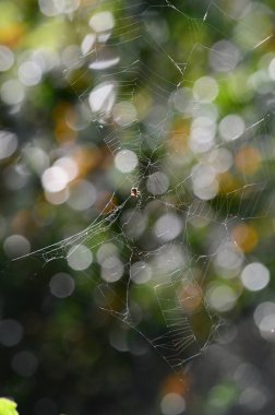 Bir Sprider Web, Doğa, Makro Yakın Çekim
