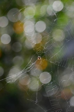 Bir Sprider Web, Doğa, Makro Yakın Çekim