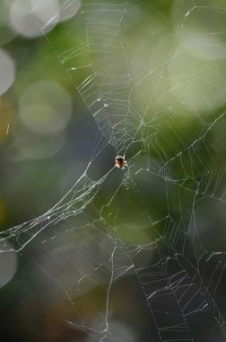 Bir Sprider Web, Doğa, Makro Yakın Çekim