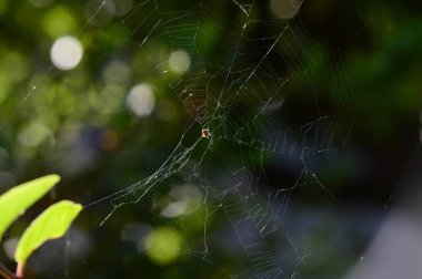 Bir Sprider Web, Doğa, Makro Yakın Çekim