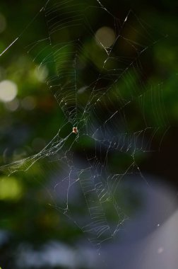 Bir Sprider Web, Doğa, Makro Yakın Çekim