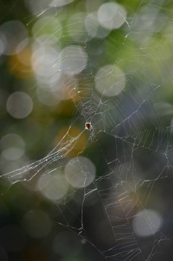 Bir Sprider Web, Doğa, Makro Yakın Çekim