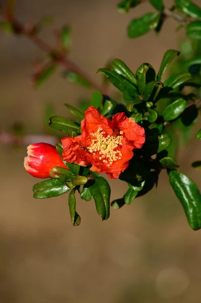 Close-up of a Pomegranate Blossom, Nature, Macro