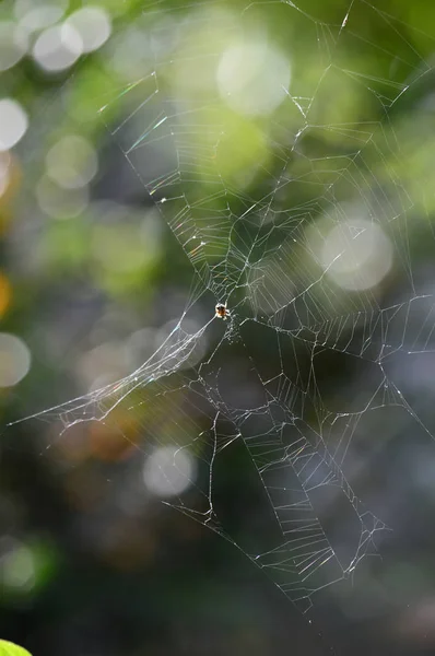 Közeli fel a Sprider web, természet, makró — Stock Fotó