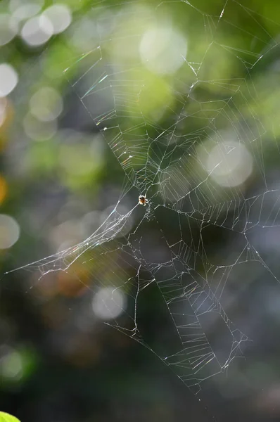 Nahaufnahme eines Spriternetzes, Natur, Makro — Stockfoto