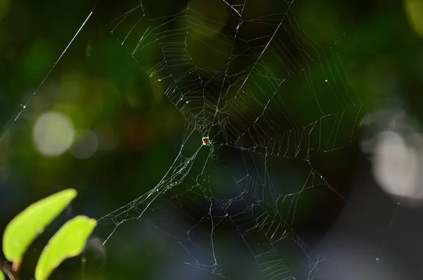 Close-up de um Sprider Web, Natureza, Macro — Fotografia de Stock