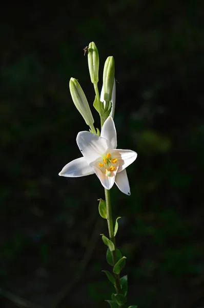 Close-up of Madonna Lily, Lilium Candidum, Macro, Nature