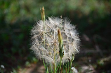 Dev Karahindiba, Taraxacum, Doğa, Makro yakın çekim