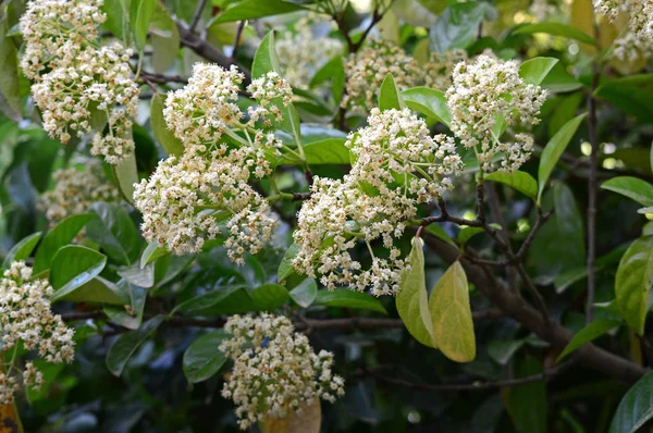 Close Van Zoete Viburnum Bloemen Viburnum Odoratissimum Natuur — Stockfoto