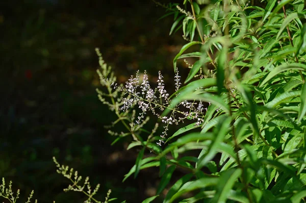 Close Lemon Verbena Flores Escova Abelha Limão Aloysia Citrodora Natureza — Fotografia de Stock