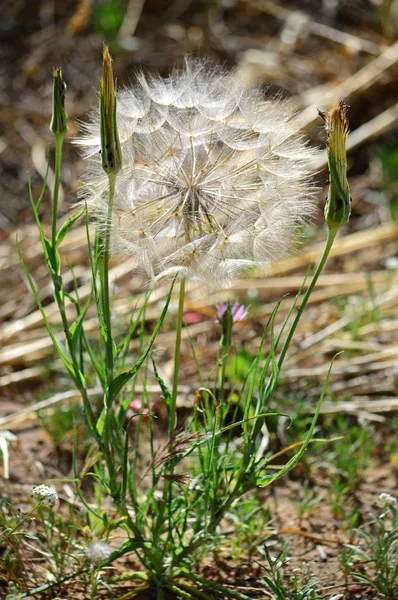 Κοντινό Της Γιγαντιαίας Πικραλίδα Taraxacum Φύση Μακρο — Φωτογραφία Αρχείου