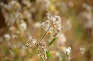 Bir Yabani Çiçeğin Yakın Çekim, Doğa, Makro