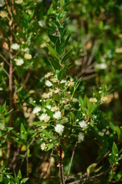Bloom, Doğa'da Ortak Mersin'in Yakın Çekim