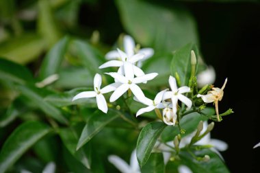 Yasemin Çiçek, Doğa, Makro Yakın Çekim
