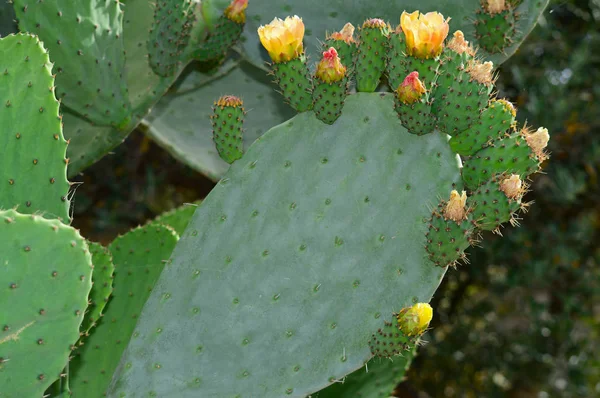 Hermosas Flores Pera Espinosa Naturaleza — Foto de Stock