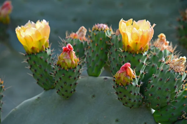 Schöne Kaktusfeigenblüten Natur Makro — Stockfoto