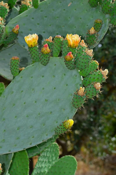 Hermosas Flores Pera Espinosa Naturaleza — Foto de Stock