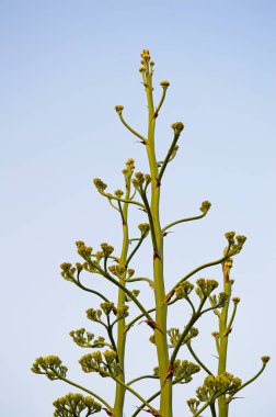 Bloom Agave Americana bitkiler yakın çekim, Sentry bitki