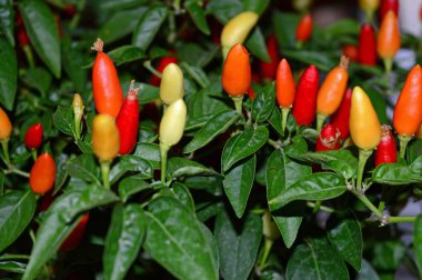 Güzel Bir Kırmızı Biber Bitkisinin Yakın Çekim, Doğa, Makro