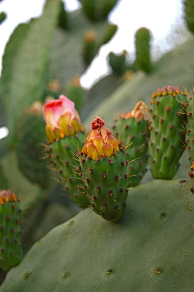 Krásný Prickly Květiny Příroda Makro — Stock fotografie