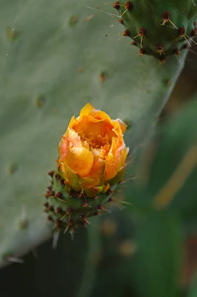 Krásný Prickly Květiny Příroda Makro — Stock fotografie