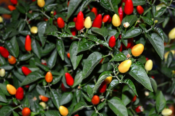 Close Beautiful Red Pepper Plant Nature Macro — Stock Photo, Image