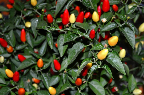 Close Uma Bela Pimenta Vermelha Planta Natureza Macro — Fotografia de Stock