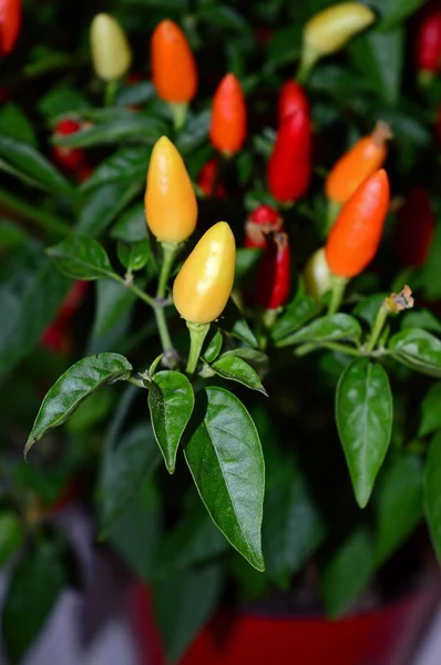 Close Uma Bela Pimenta Vermelha Planta Natureza Macro — Fotografia de Stock