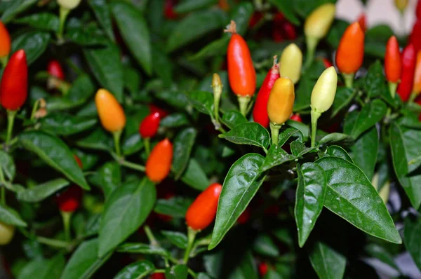 Güzel Bir Kırmızı Biber Bitkisinin Yakın Çekim, Doğa, Makro