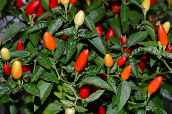 Güzel Bir Kırmızı Biber Bitkisinin Yakın Çekim, Doğa, Makro