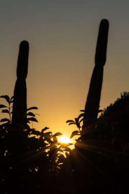 Kaktüs Silueti ile Güzel Yaz Gün Batımı, Sicilya, İtalya, Avrupa