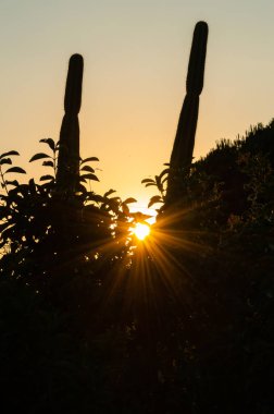 Kaktüs Silueti ile Güzel Yaz Gün Batımı, Sicilya, İtalya, Avrupa