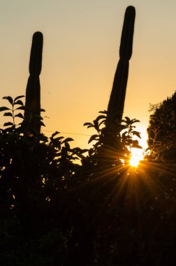 Kaktüs Silueti ile Güzel Yaz Gün Batımı, Sicilya, İtalya, Avrupa