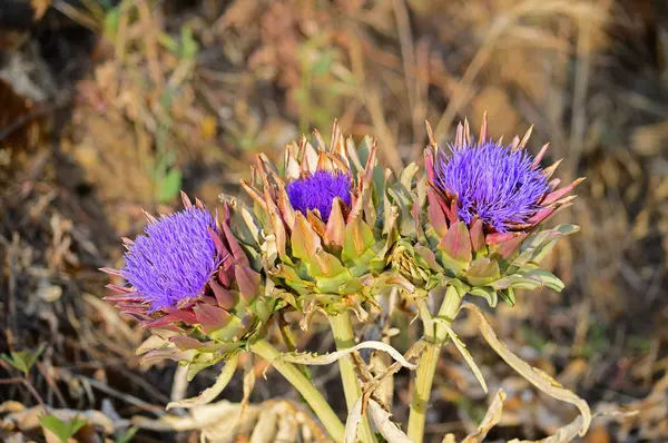 Zbliżenie Piękne Kwiaty Karczocha Natura Makro — Zdjęcie stockowe
