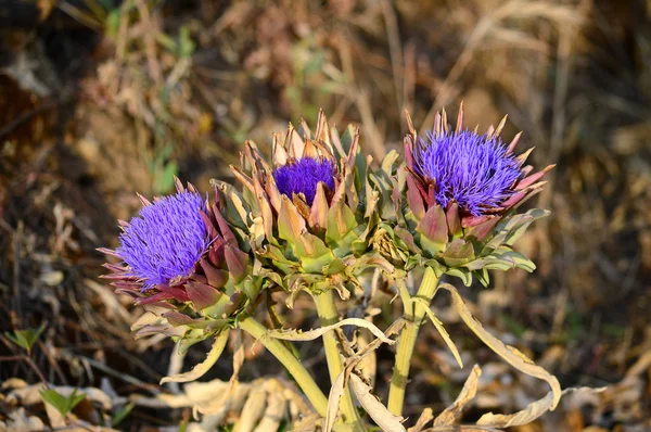 Zbliżenie Piękne Kwiaty Karczocha Natura Makro — Zdjęcie stockowe