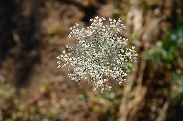 Zbliżenie Dzikiej Marchewki Głowy Kwiat Natura Makro — Zdjęcie stockowe